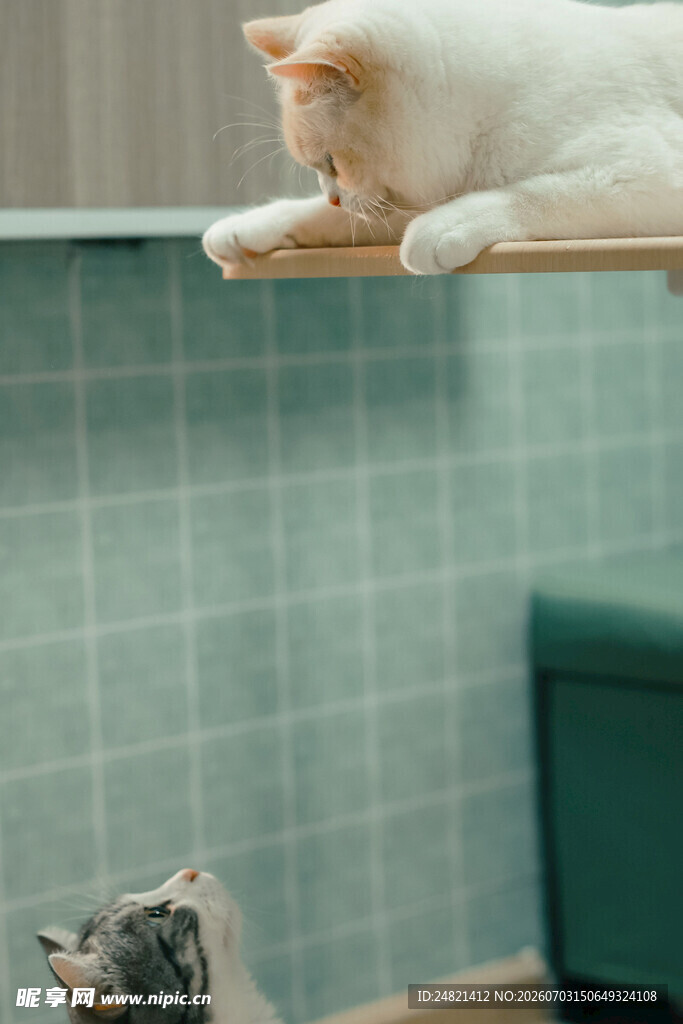 双猫互动