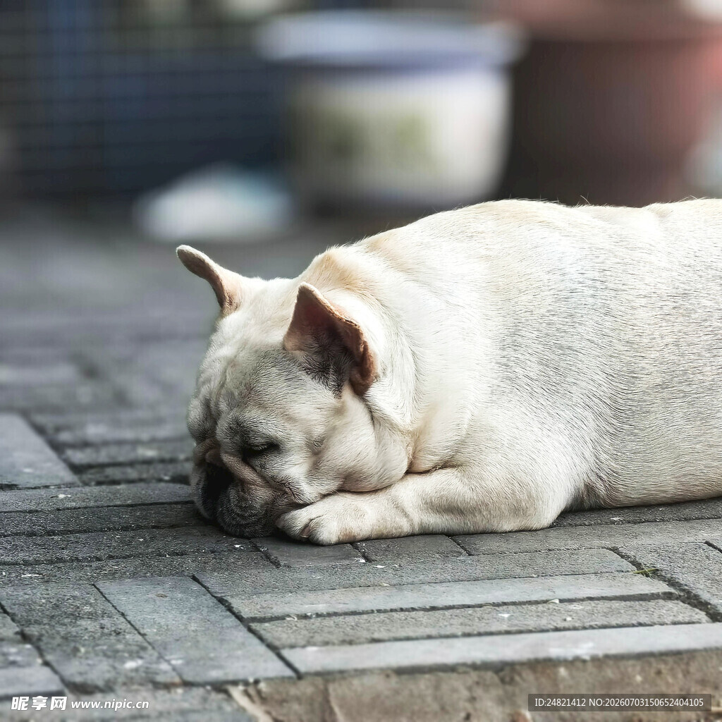 趴着休息的白色法国斗牛犬