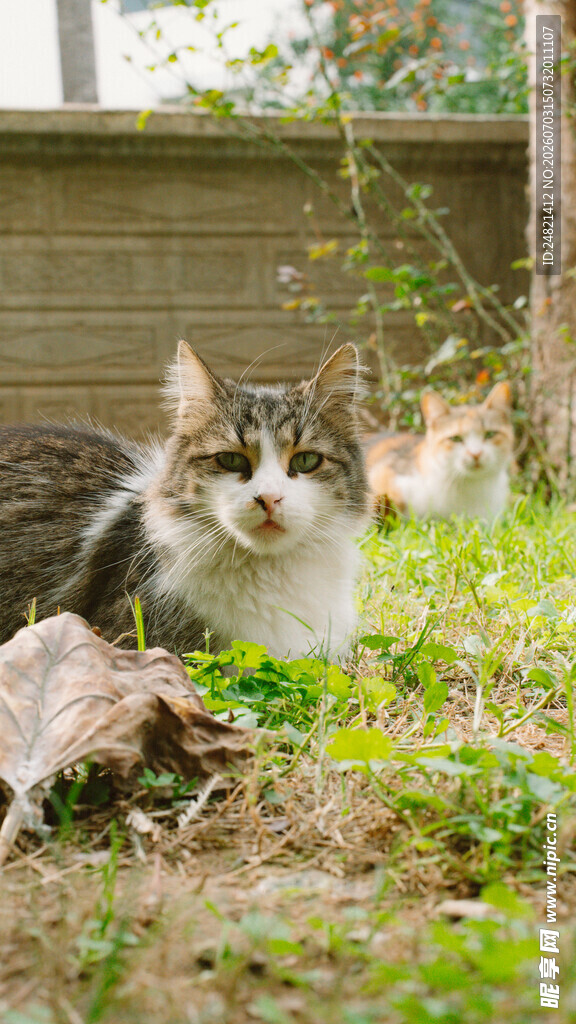 草地上的可爱猫咪