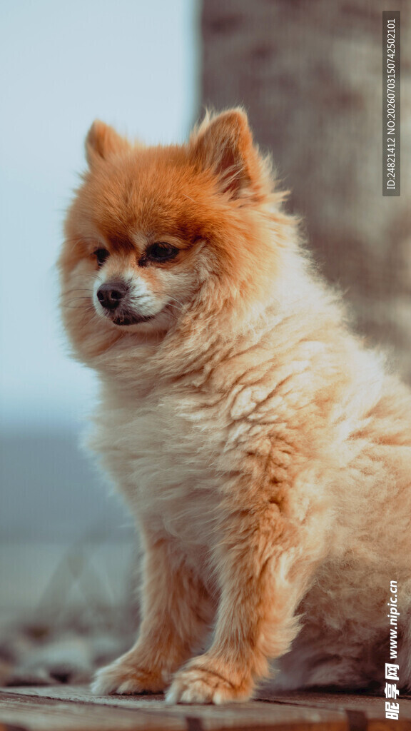 可爱博美犬安静蹲坐