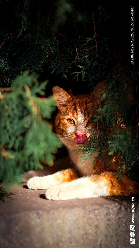 戴红鼻子趴在绿植旁的猫咪
