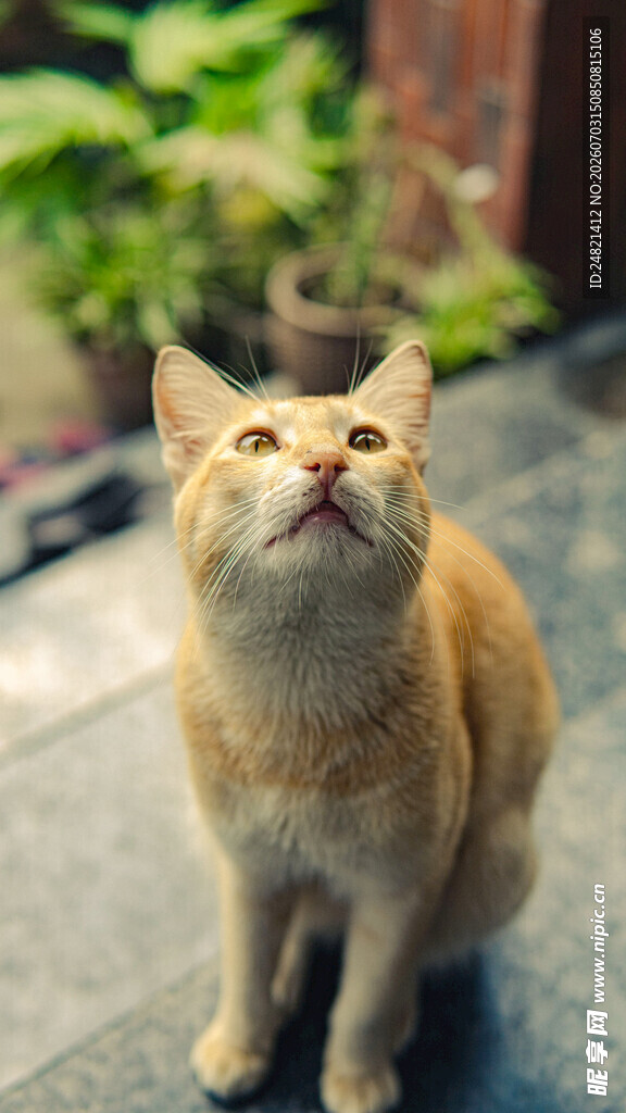 仰头的橘猫