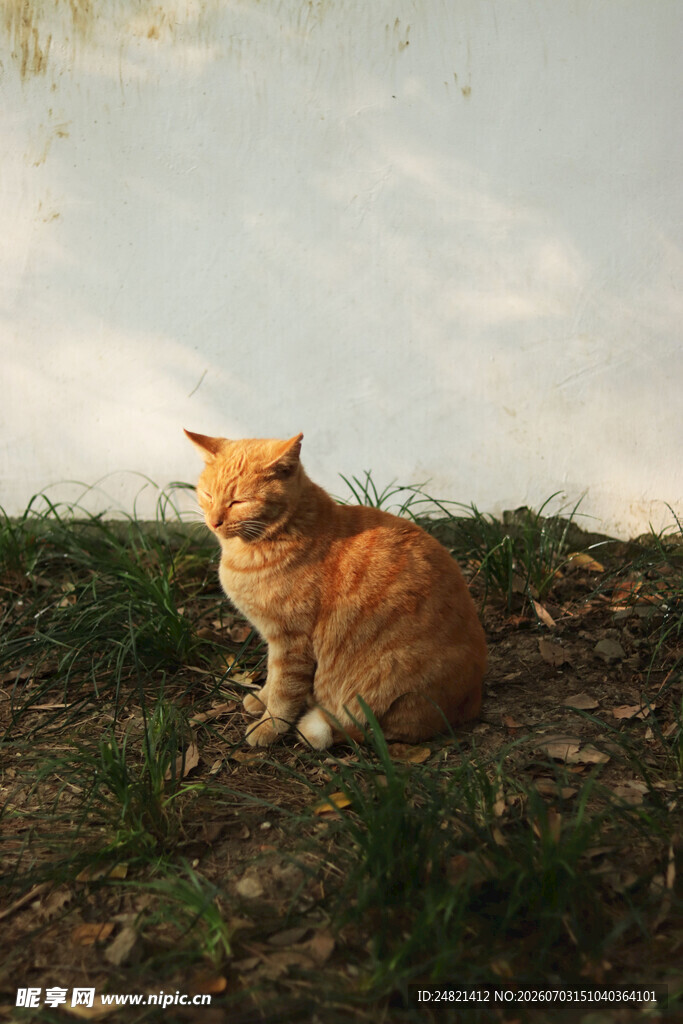 草地上的橘猫
