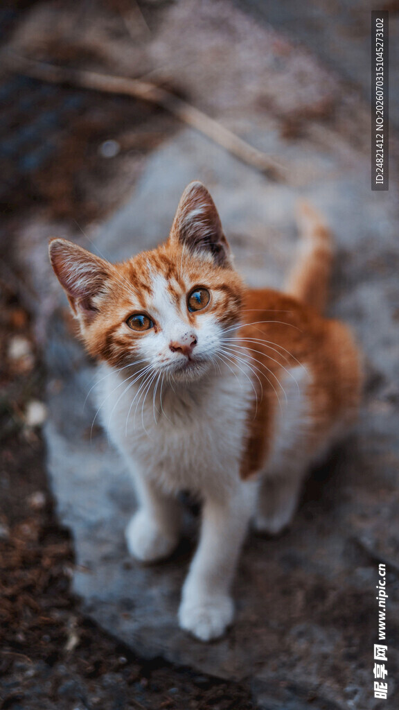 可爱三色小猫蹲坐