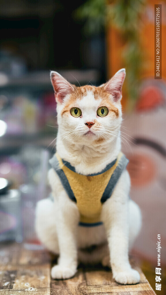 穿着背带的可爱三色猫咪