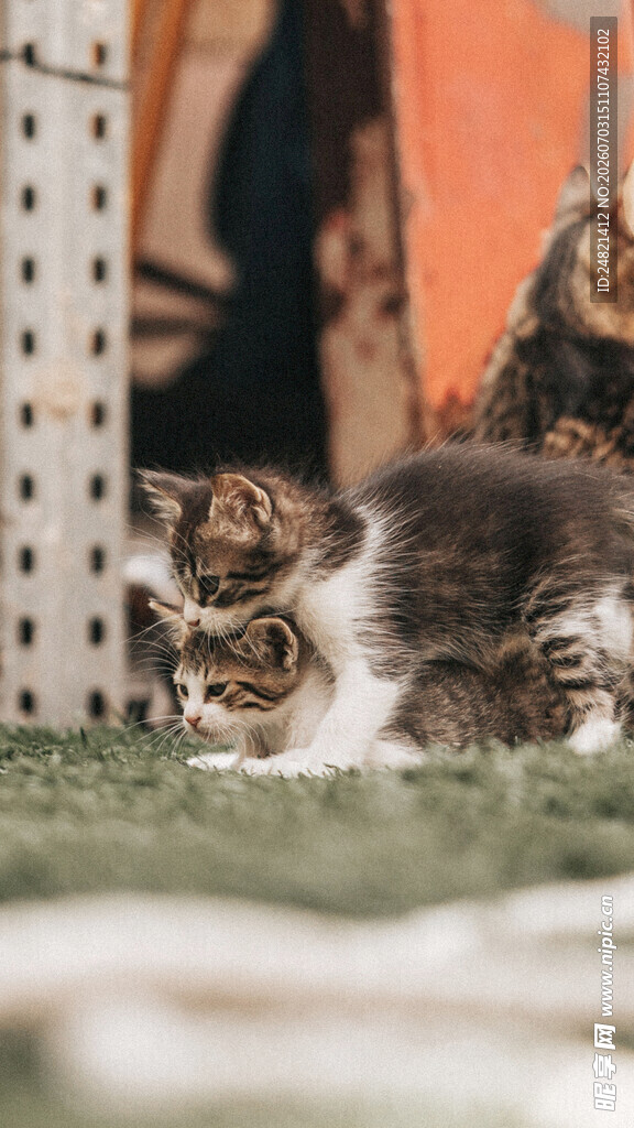 一群猫咪慵懒趴卧