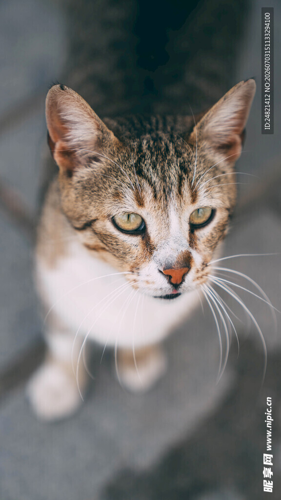 可爱猫咪特写