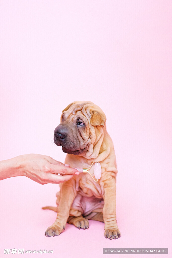 抚摸可爱幼犬瞬间