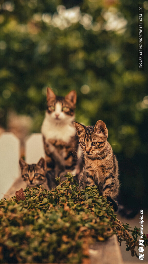 一群猫咪在绿植旁休憩