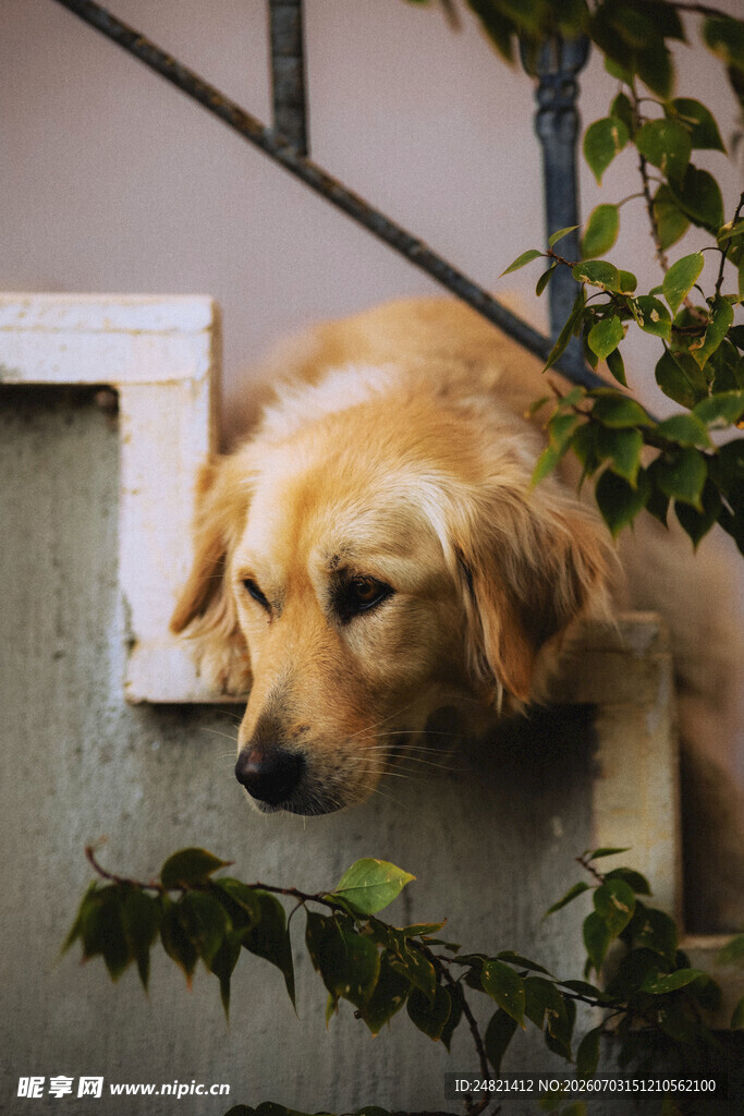 窗边探出头的可爱金毛犬