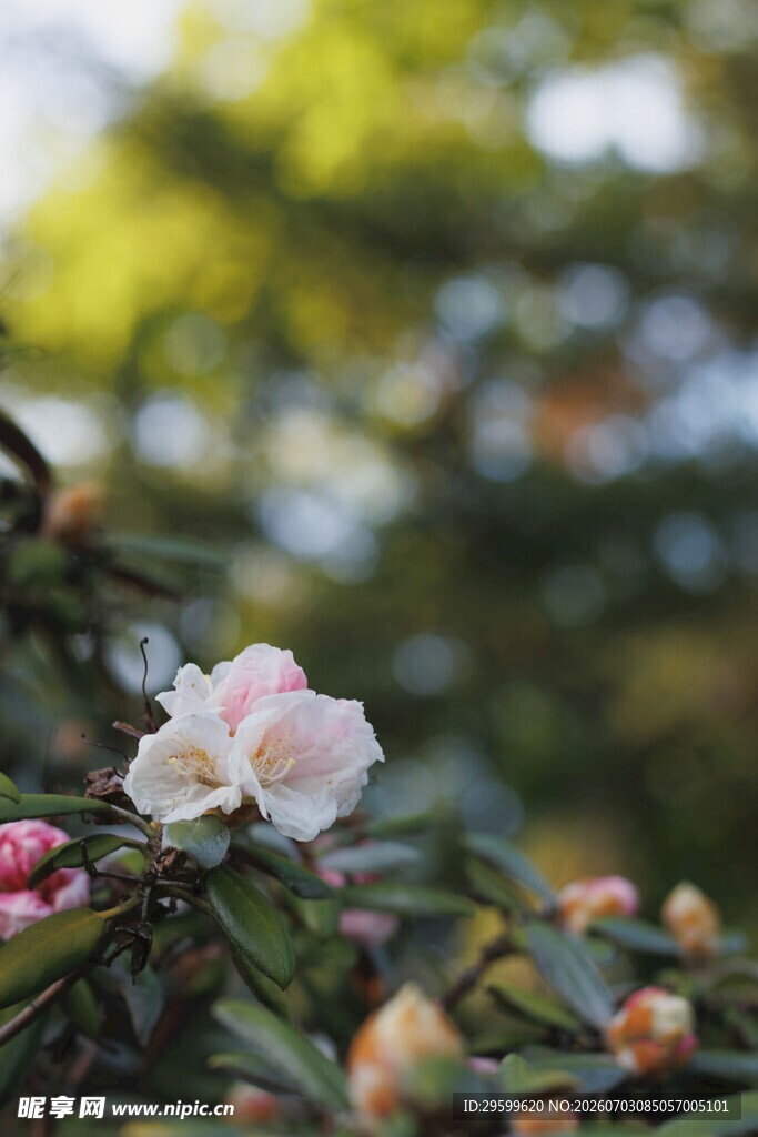 娇艳山茶花绽放枝头
