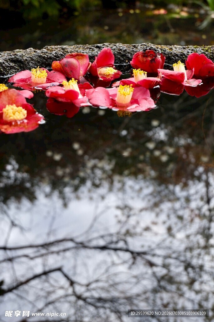 水中绽放的娇艳红色花朵