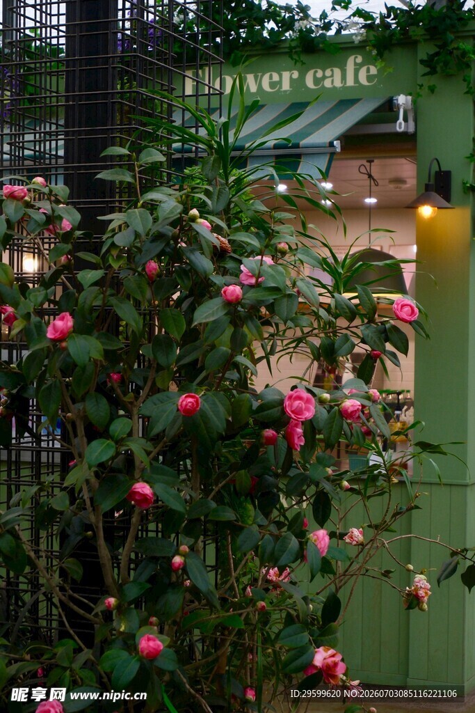 山茶花