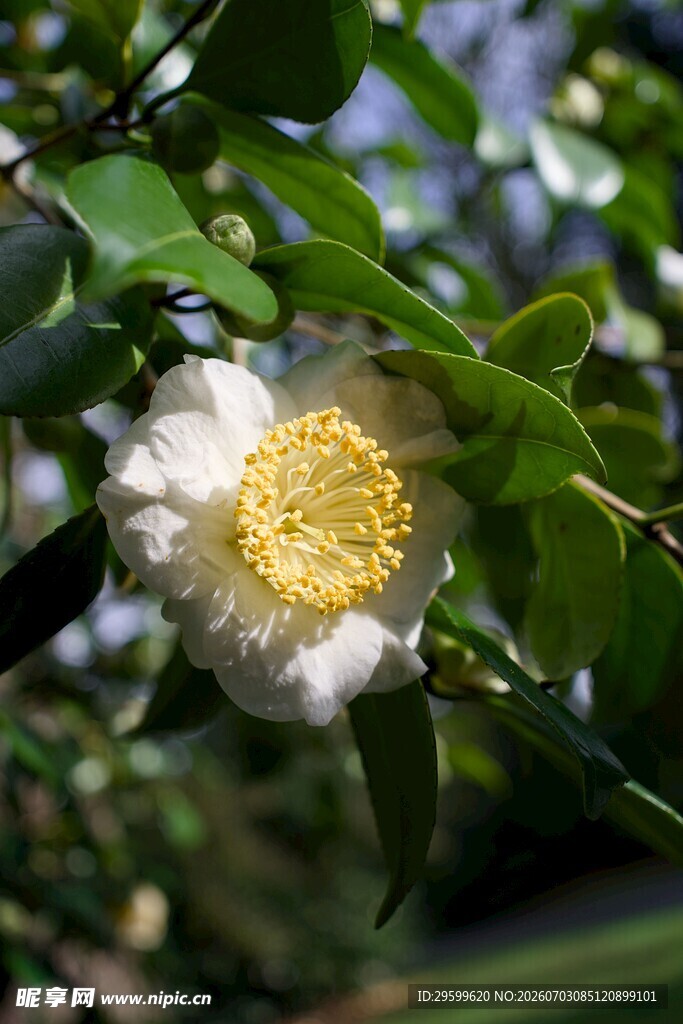 洁白山茶花绽放于绿叶间
