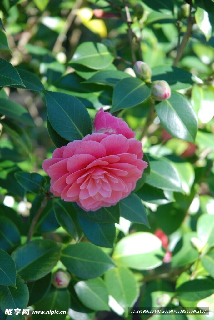 娇艳粉色山茶花绽放