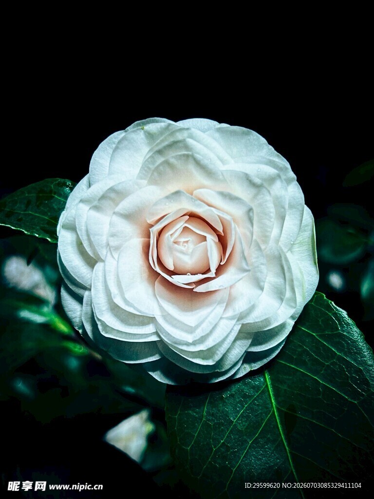 白山茶花特写