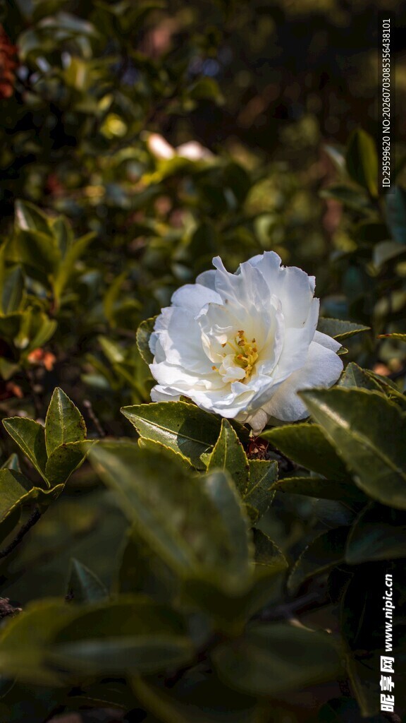阳光下的洁白山茶花