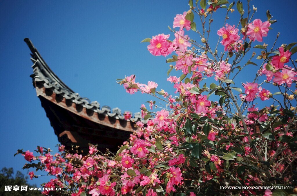 古建旁绽放的山茶花