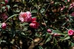 娇艳山茶花绽放于绿叶间