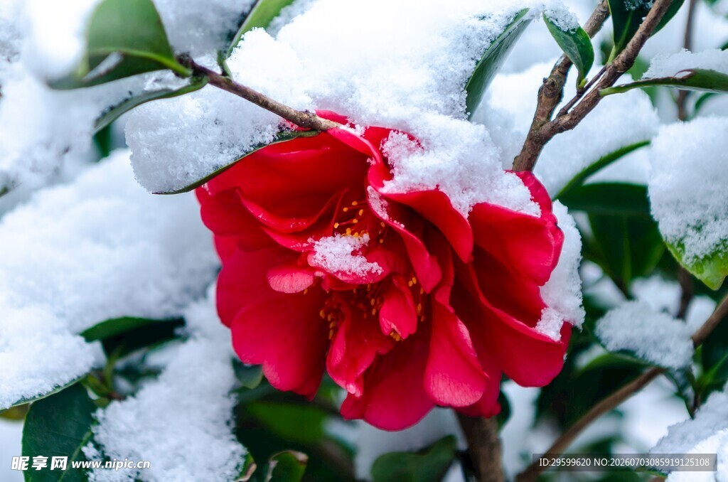雪覆红山茶
