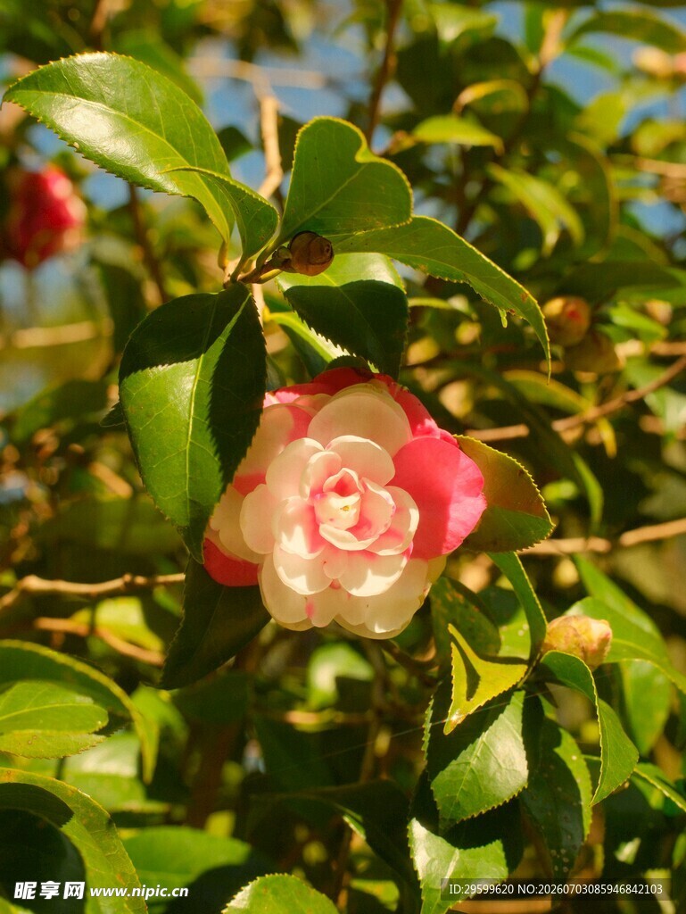 娇艳山茶花绽放绿叶间
