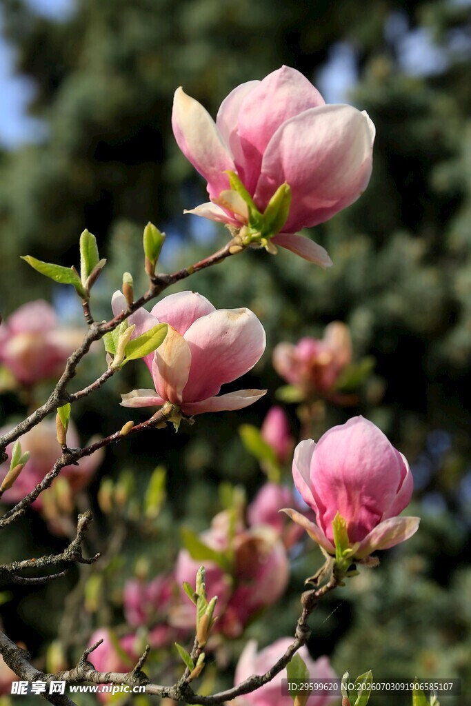 粉嫩玉兰花枝俏