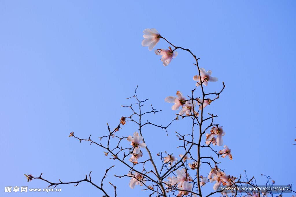 蓝天映衬下的繁花树枝