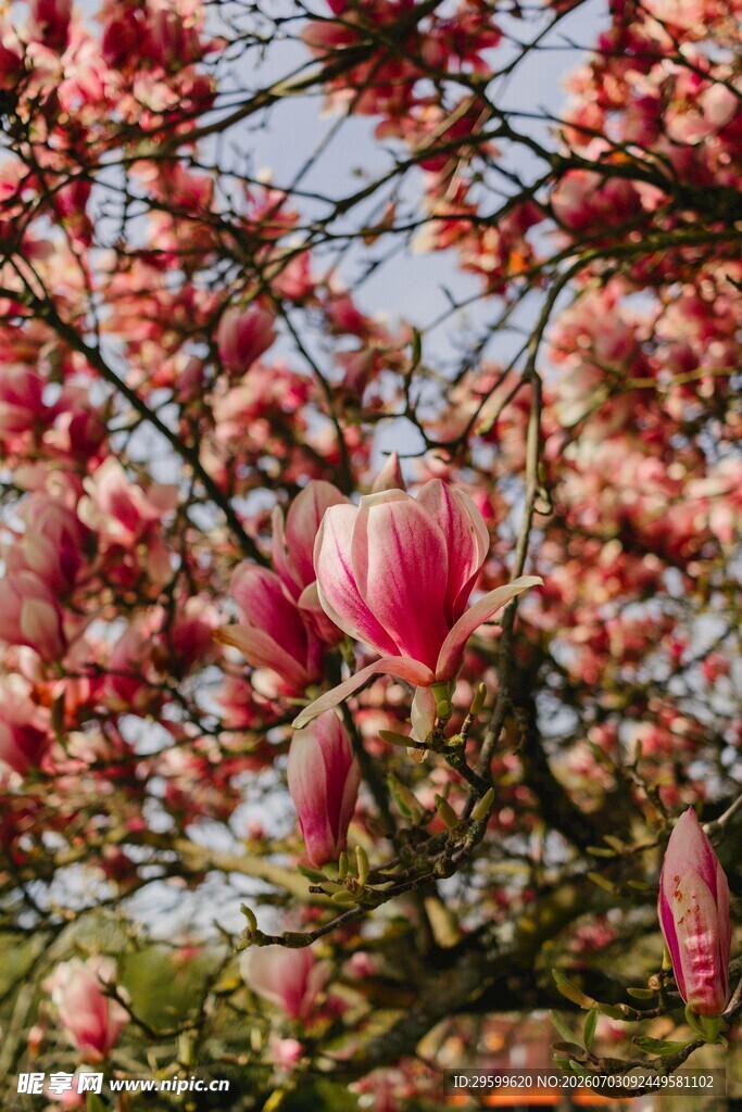 盛开的娇艳玉兰花