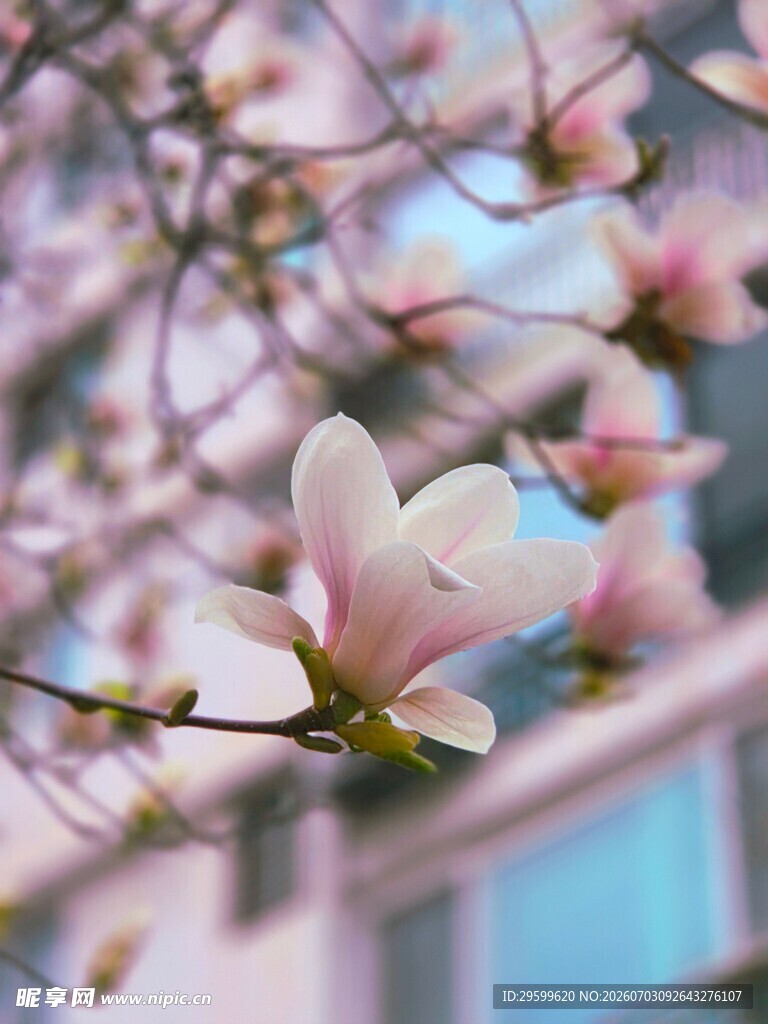 玉兰花绽放枝头