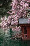 湖畔玉兰花