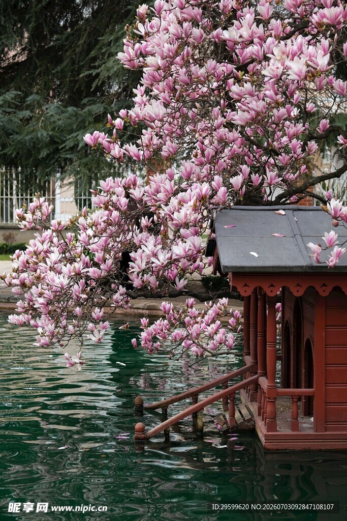 湖畔玉兰花