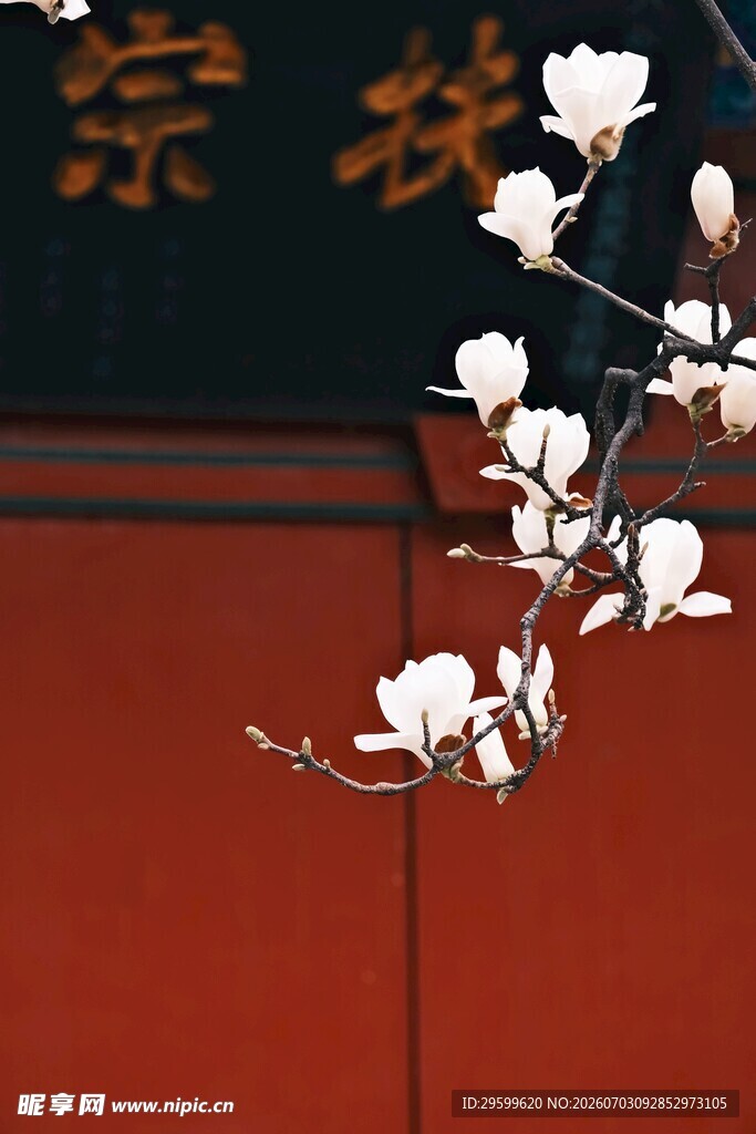 红墙旁绽放的玉兰花