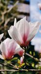 玉兰花绽放枝头