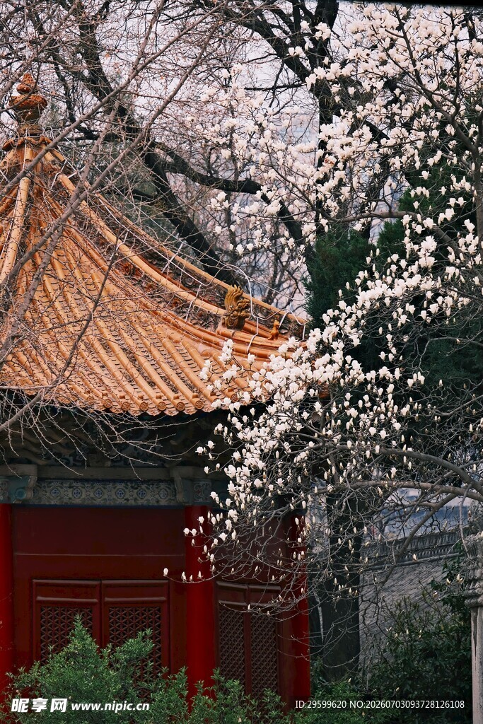 古建旁绽放的玉兰花