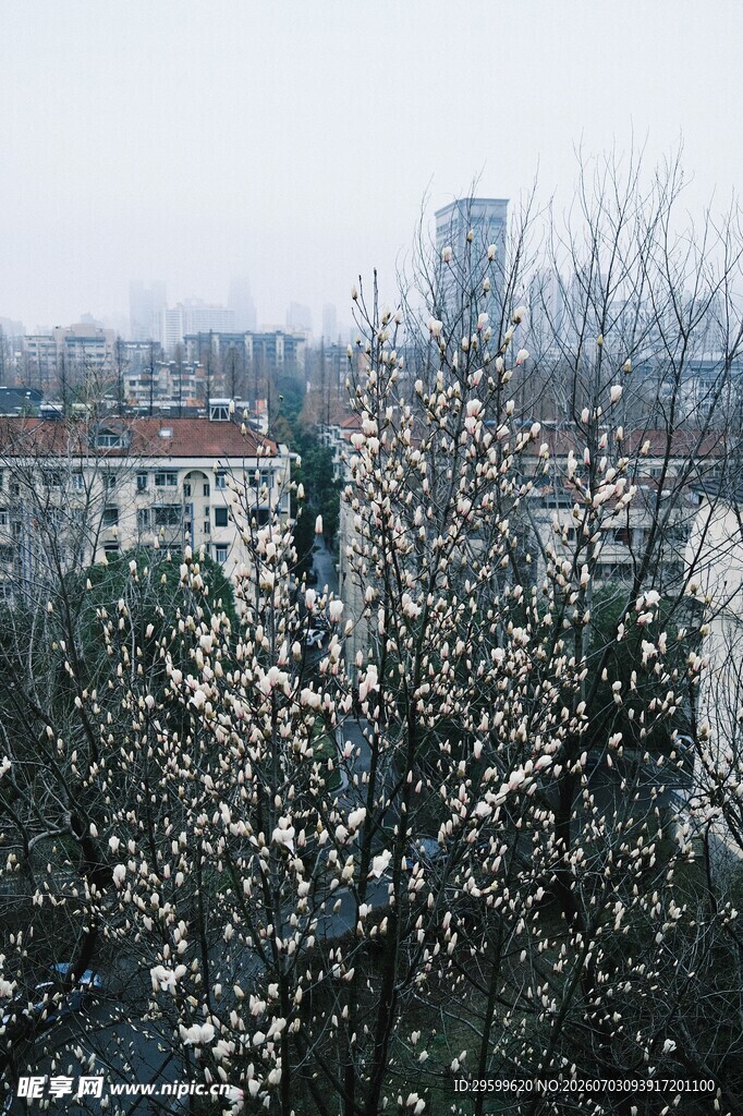 城市中绽放的玉兰花