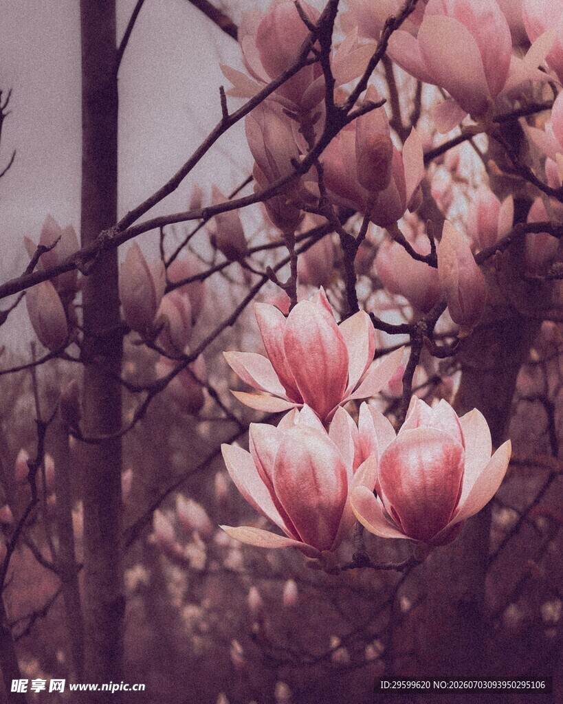 玉兰花绽放美景