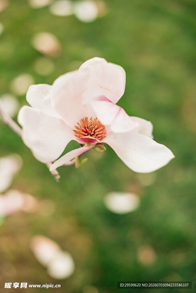 娇艳玉兰花绽放于绿野