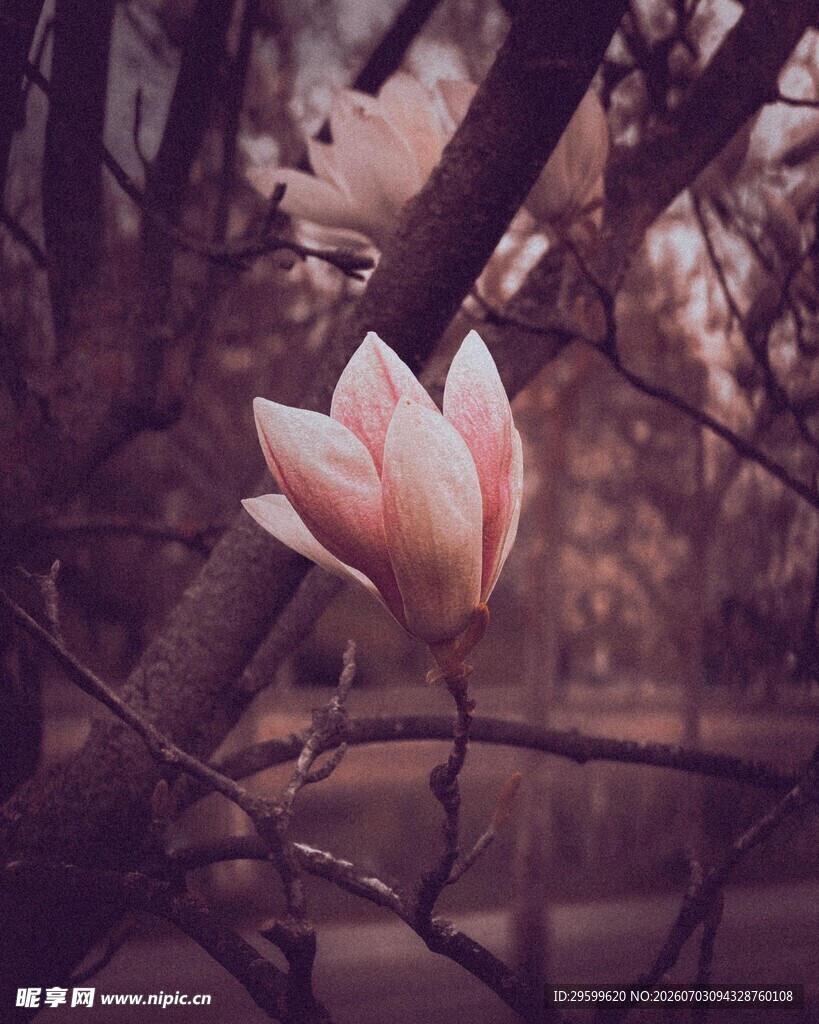 玉兰花枝绽放
