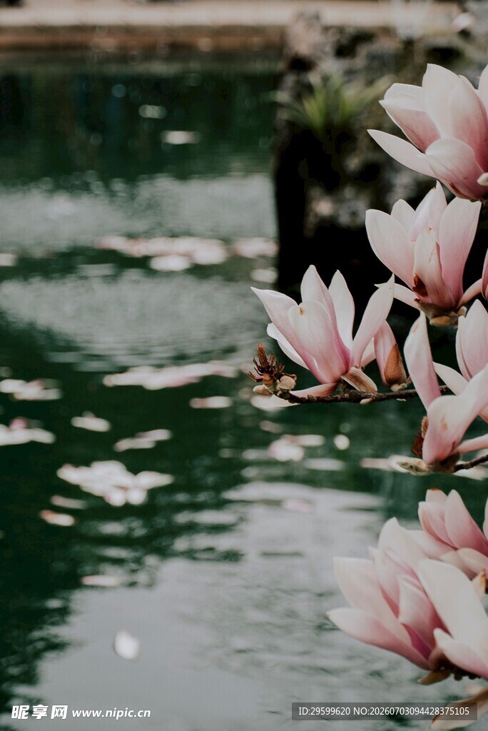 玉兰花畔的静谧水景