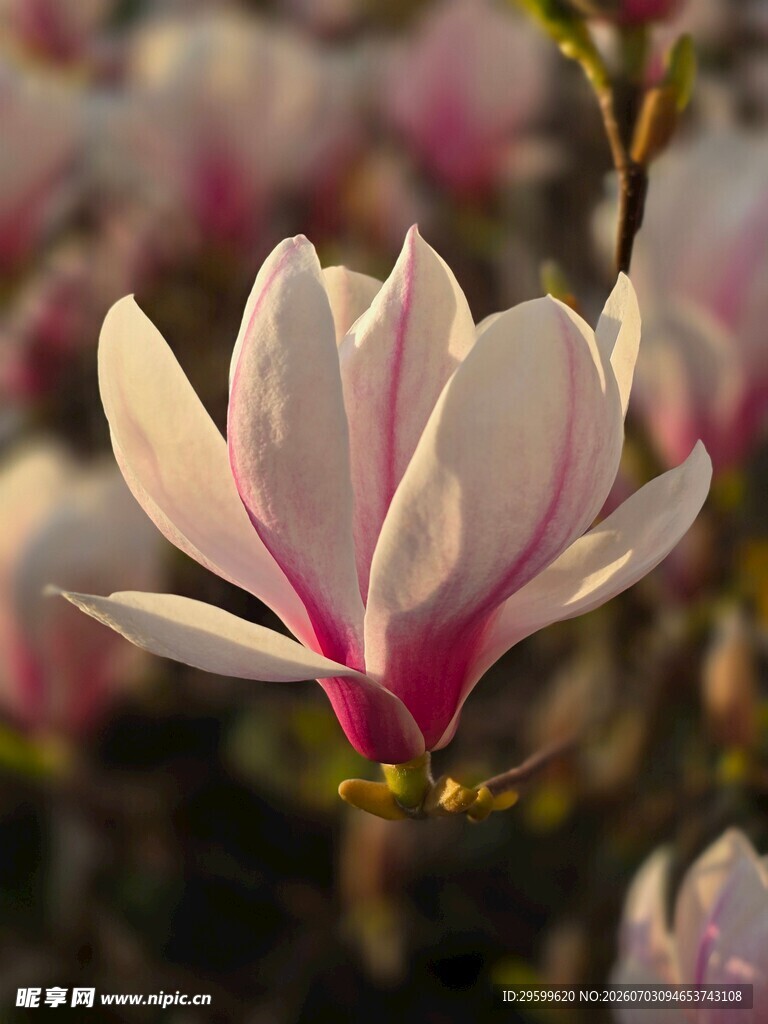 娇艳玉兰花绽放瞬间