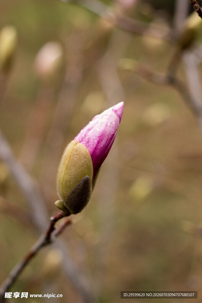 玉兰花苞初绽