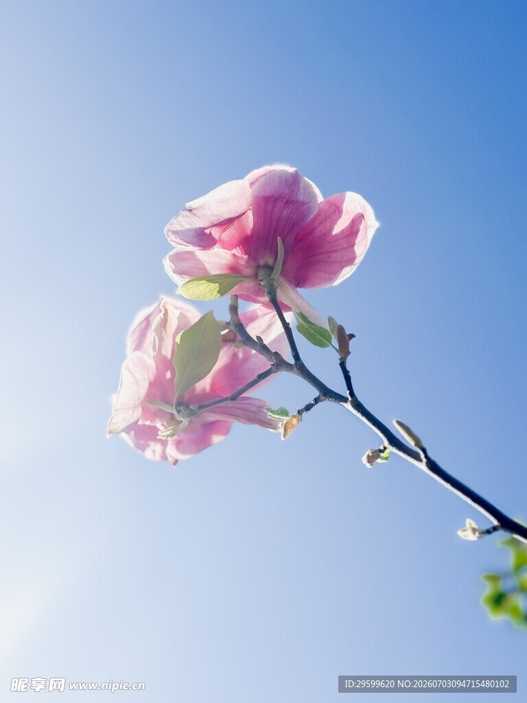 蓝天映衬下的玉兰花