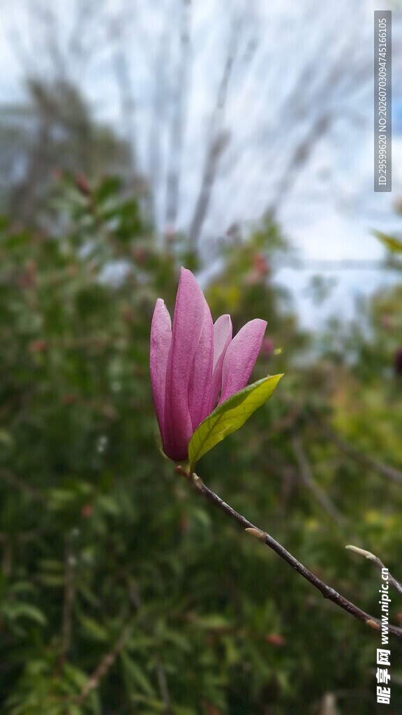 绽放的粉色玉兰花
