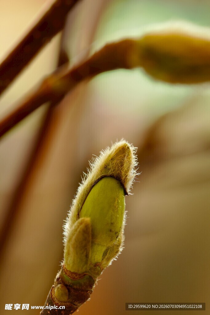 玉兰花嫩芽 