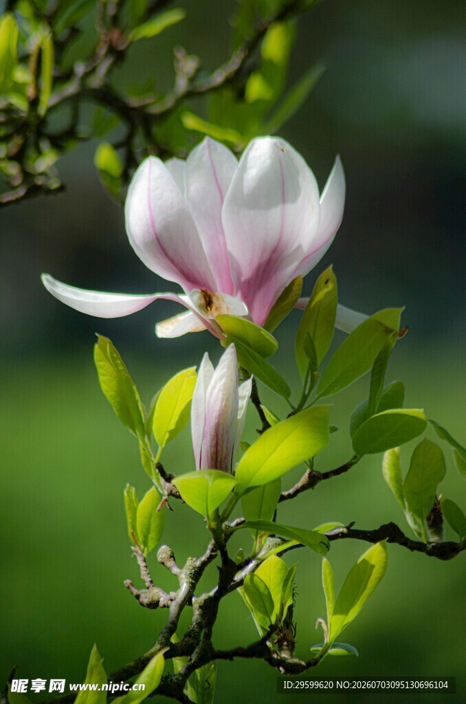 玉兰花绽放枝头