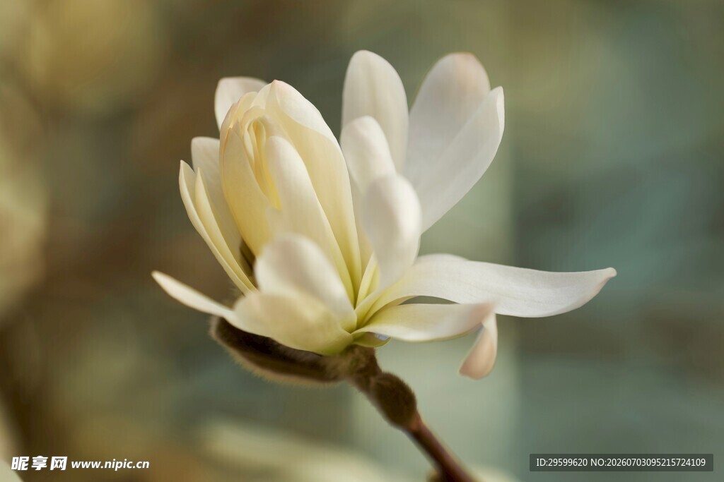 洁白玉兰花绽放枝头