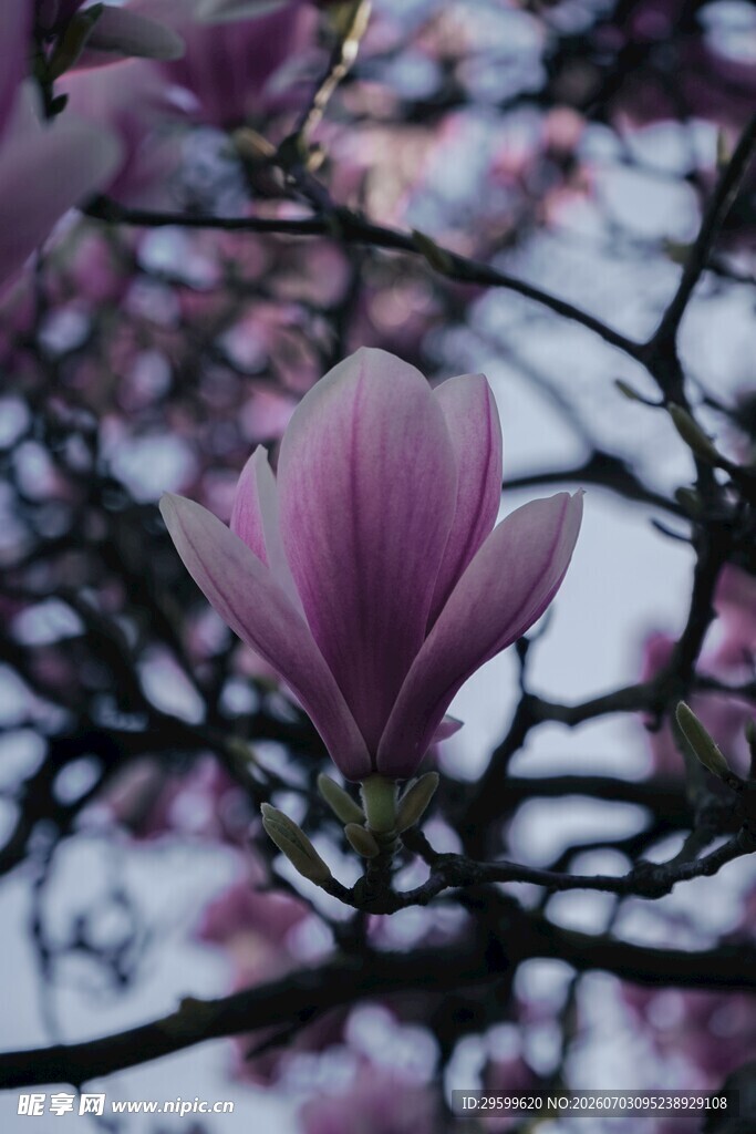 绽放的紫玉兰花