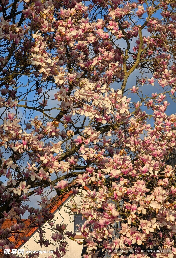 春日繁花满枝的玉兰花