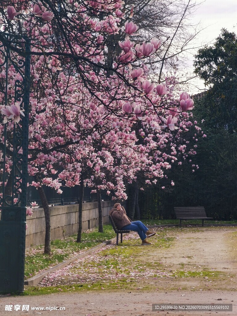樱花树下的静谧休憩时刻
