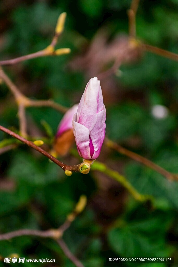 含苞待放的粉嫩花朵